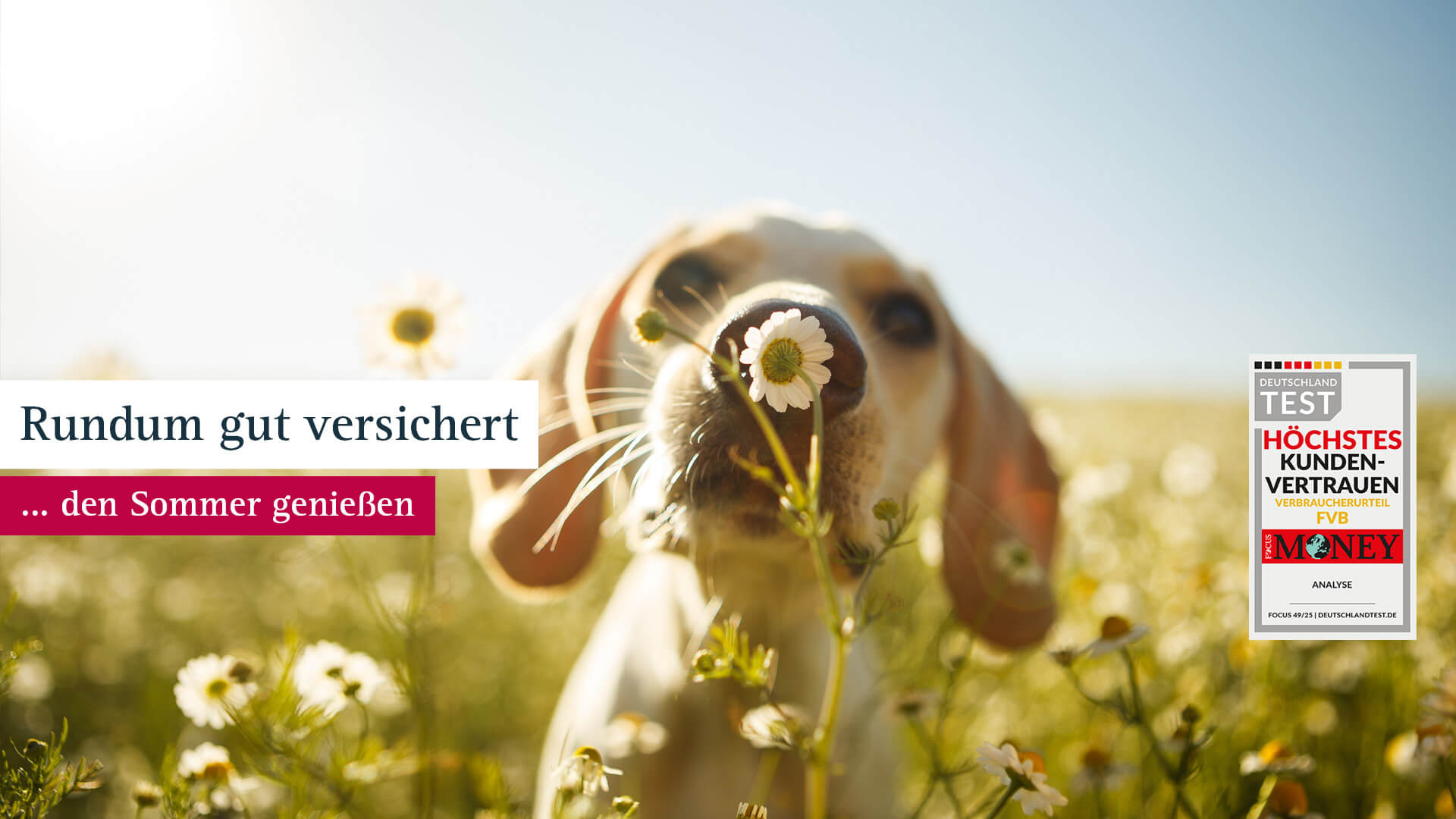 Sommerwiese, Hund riecht an Blume